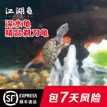 剃刀龟深水龟活体吃鱼屎活体龟热带混养小乌龟活体宠物龟直播选龟