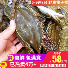 9两 只3斤起 舟山野生梭子蟹鲜活海鲜大白蟹海蟹螃蟹公蟹月岙蟹5