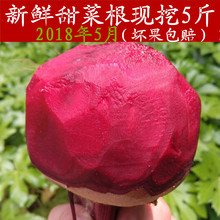 现挖5斤益顺康 新鲜甜菜根紫菜头红甜菜 红菜头甜菜头蔬菜农产品