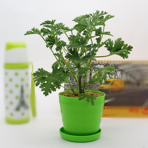 驱蚊草盆栽植物