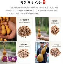 包邮文玩把玩美国手捻葫芦特大中小种子柿子葫芦铁包金草里金籽