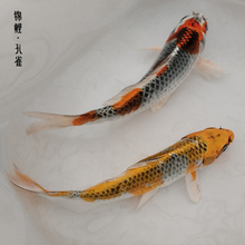 孔雀鱼冷水观赏鱼易活金银松叶活体小型淡水宠物纯种日本孔雀锦鲤