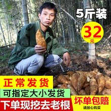 包邮 现挖毛竹笋黄泥笋嫩笋时令蔬菜江西特产整箱 野生新鲜冬笋5斤