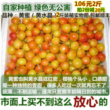 黄水晶樱桃黄蜜2斤山东大黄樱桃超甜皮薄2份减20元 吃过忘不了
