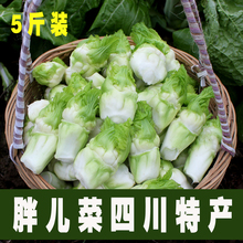新鲜脆嫩抱儿菜母子娃娃菜抱子芥菜泡菜原料五斤包邮