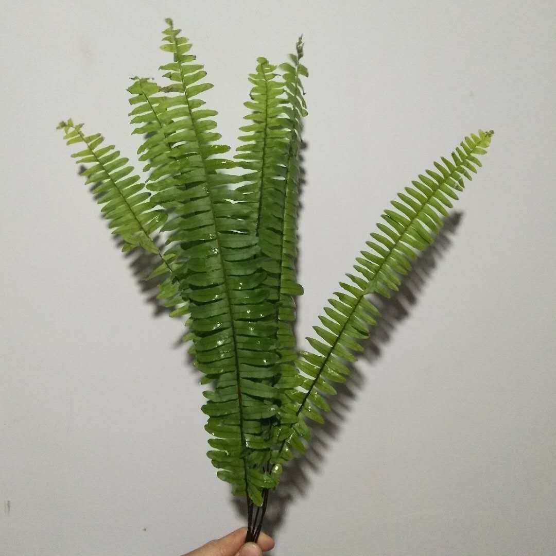 排草鲜花,灵草排草,排草(第14页)_大山谷图库