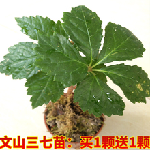 正宗云南文山农家野生特级田七三七参苗盆栽种植研究实验盆景药材