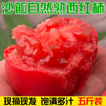现摘西红柿新鲜沙瓤自然熟水果番茄孕妇农家纯天然生吃洋柿子 5斤