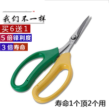 台湾葡萄剪不锈钢翘头剪刀QFL 19修果剪盆栽园艺剪刀弯头蔬果剪