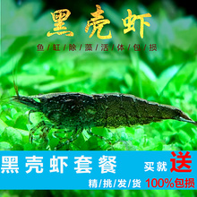 黑壳虾除藻吃藻淡水草虾特大水族大号鲜活虾小观赏1000只活体套餐