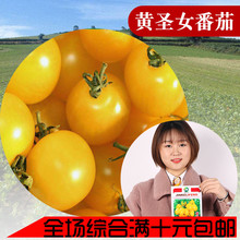 包邮 黄娇子金利来番茄小椭圆黄番茄 蔬菜种子金圣果黄圣女黄美人