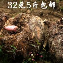 新鲜魔芋头纯天然魔芋生魔芋现挖现卖纯天然魔芋豆腐原料5斤包邮