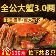 【抢全公8只】正宗新鲜大闸蟹鲜活现货特大螃蟹全公蟹中通包邮