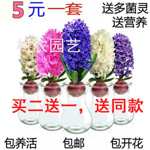 买二送一风信子种玻球璃套装花瓶水培冬天水养绿植物种盆子栽开花