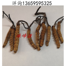 4条 虫草 西藏冬虫夏草 1克150元 冬虫夏草 支持货到付款