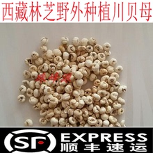 人工川贝 西藏林芝原始森林野外种植贝母 50克仿野生环境种植