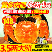 现货阳澄湖大闸蟹鲜活六月黄螃蟹特大公3.5两全母2.5两发10只礼盒