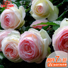 粉龙藤本月季龙沙宝石庭院阳台花园植物花卉耐热好养绿植1L加仑盆