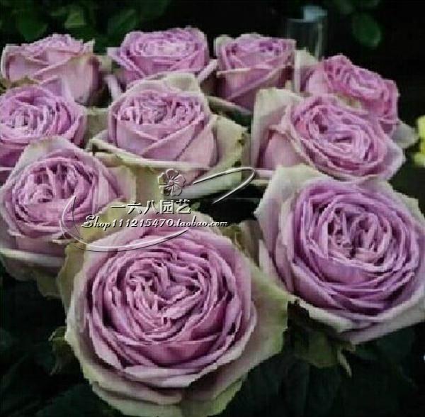 汤旺河区蚂蚁花呗额度月刷新【加●V信Q同号