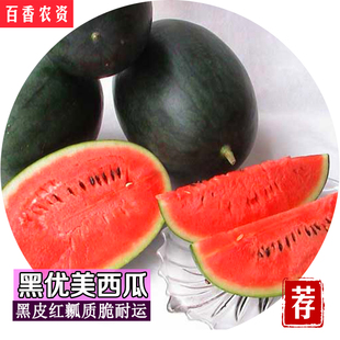 瓜种子早熟耐低温高产色泽好口感佳丰乐种业包