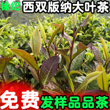 普洱茶2019春茶茶农自产自销直销散茶500g专注无农药残留大树生茶