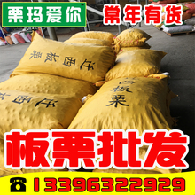 包邮 板栗批发 河北迁西313山东板栗生新鲜糖炒栗子专用100斤起批