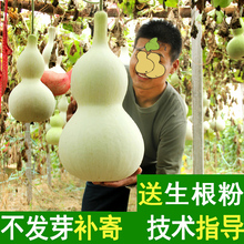 天然特大葫芦种子宝葫芦籽文玩手捻小葫芦籽观赏阳台藤蔓植物种子