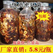 包邮 枝条猪苓天麻密环菌 密环菌菌种优质贵州天麻种子