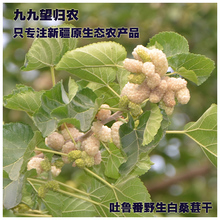 新疆吐鲁番野生白桑葚干原生态孕妇食品500g桑葚子泡酒泡茶做膏