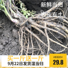 非野生 纯天然新鲜 鲜当归500克 包邮 现挖 2018年新货湿当归 当归