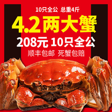 10只【4.2两超特大蟹】共4斤 现货 大闸蟹 大螃蟹鲜活 大闸蟹全公