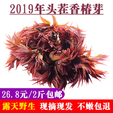 包邮 现摘新鲜香椿芽头茬红油咸菜新鲜野生小菜农家野味蔬菜2斤