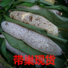 云蜂古山云南野生小挂蜂蜜小草蜂巢蜜带蜂巢发小蜜蜂百花蜜