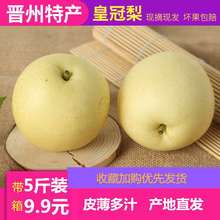 包邮 河北特产新鲜水果皇冠梨雪花梨鸭梨香梨梨子母梨现摘现卖五斤