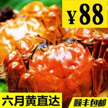特大六月黄母蟹公蟹现货 包邮 大闸蟹鲜活 1.3 螃蟹 1.5两10只