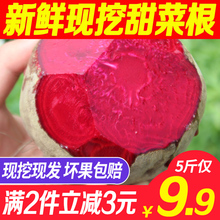 包邮 甜菜根新鲜现挖5斤甜菜头紫菜头红甜菜农家产品蔬菜红根菜头