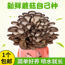 蘑菇种植包蘑菇菌包平菇菌种菌棒香菇杏鲍菇幼儿园植物 魔豆菜园