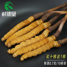 正品 青海玉树买十送一鲜虫草 2019新鲜冬虫夏草0.7克10根装