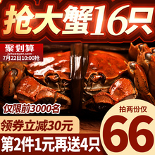【第2份1元】现货大闸蟹鲜活六月黄特大鲜活大闸蟹全母公螃蟹礼盒