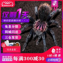 哥伦比亚巨人黑镭射宠物蜘蛛活体高端收藏级x属大型地栖 送别墅