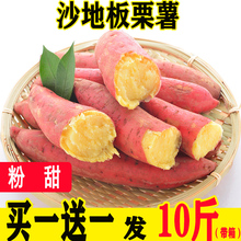 买一送一 现挖临潼沙地板栗红薯新鲜糖心红薯农家地瓜整箱10斤