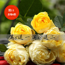 微型月季龙沙宝石 金丝雀 欧月阳台月季藤本月季花灌木月季蔷薇