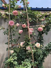 欧月粉龙 藤本爬藤月季多季开花 苗苗 大苗 月季 粉色龙沙宝石