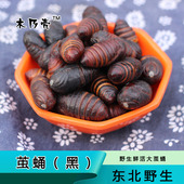 东北特产野生柞蚕蛹 西丰茧蛹新鲜活蚕蛹大茧蛹蝉蛹500克