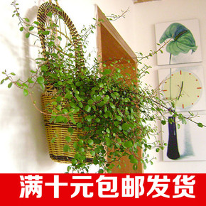 千叶吊兰盆栽办公室内绿色植物卧室客厅去甲醛净化空气绿植 包邮