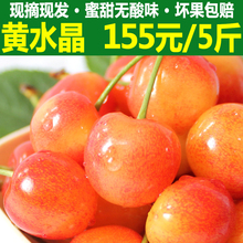 包邮 现摘现发烟台大樱桃黄水晶甜车厘子新鲜水果山东黄蜜樱桃5斤
