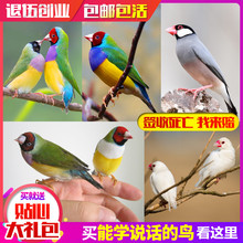 鸟活体鹦鹉活宠物鸟体虎皮黄化情侣鹦鹉棕头云斑鹦鹉鸟粮玄凤活体