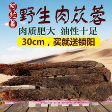 内蒙古阿拉善精品野生油肉苁蓉整根250g 搭配大芸送锁阳滋补养生