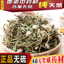 2斤包邮 野生蒲公英中药材 公英 婆婆丁黄花地丁浦公英茶 500g