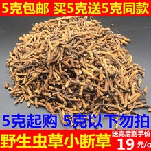买5送5克 非西藏那曲青海玉树冬虫夏草 包邮 断草 正宗虫草小断草